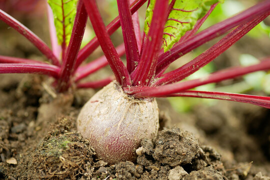 Bio red beetroot or beet edible taproot Beta vulgaris farm vibrant farming emerging fertile soil ground red stems close-up photo. Organic plant young fresh leaf leaves root leafy vegetables