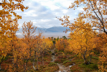 Fototapeta premium Autumn colours in Abisko national park in north of Sweden.