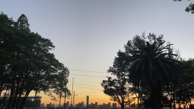  夕焼け空に浮かぶヤシの木と公園の樹木のシルエットと遠くの街並み