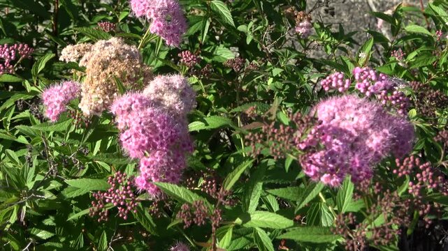 初夏の日差しを浴びて咲くピンク色のシモツケの花