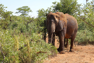 Fototapeta premium Afrikanischer Elefant / African elephant / Loxodonta africana