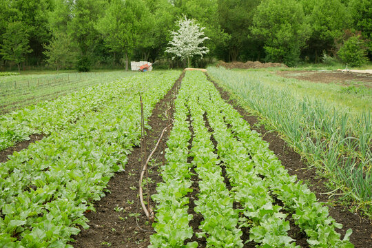 Bio beetroot or beet edible taproot farm Beta vulgaris farming garlic Allium sativum organic plant young fresh leaf leaves root leafy flowering vegetables. Trees forest hose for watering agricultural