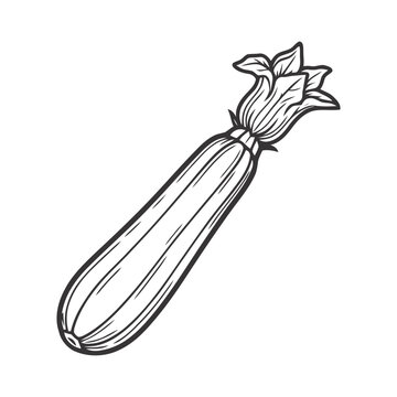 zucchini vector illustration, flat design