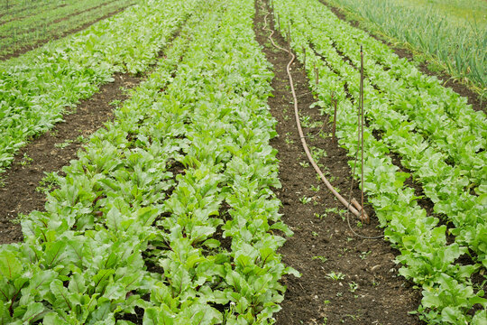 Bio beetroot garden beet field edible taproot farm Beta vulgaris farming garlic Allium sativum organic plant young fresh leaf leaves root leafy flowering vegetables. Trees forest hose for watering