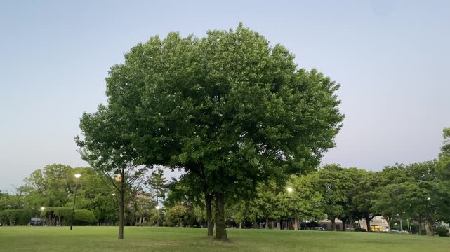  青空の下に広がる緑豊かな公園の広大な芝生広場と一本の大きなシンボルツリー