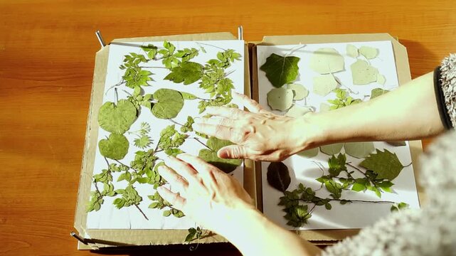 Hands adjust drying leaves inside open botanical press. Demonstrates plant morphology reference building, comparative specimen preparation, and educational resource creation for observational study.