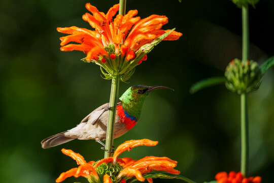 Southern Double-collared Sunbird (Cinnyris chalybeus) on a wild dagga or lion's ear (Leonotis leonurus) flower. Betty's (Bettys) Bay. Whale Coast. Overberg. Western Cape. South Africa.