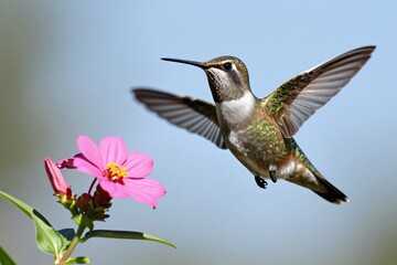 Fototapeta premium A hummingbird is flying near a pink flower