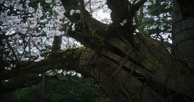 Panning shot across bound, silhouetted, mossy tree
