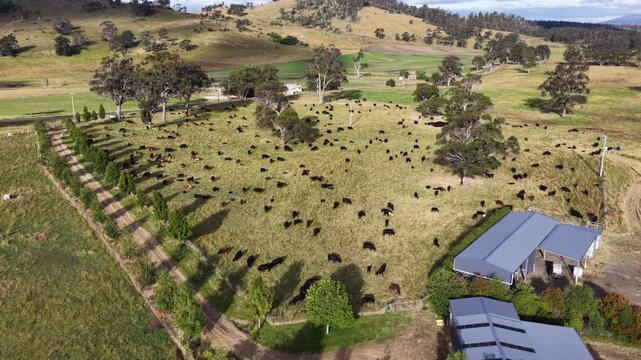beautiful cattle in Australia  eating grass, grazing on pasture. Herd of cows free range beef being regenerative raised on an agricultural farm. Sustainable farming 