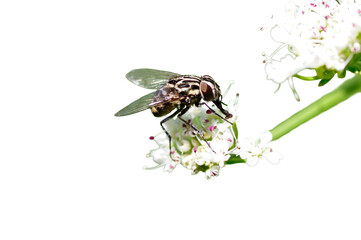fly on flower with transparent background © Mário Filipe