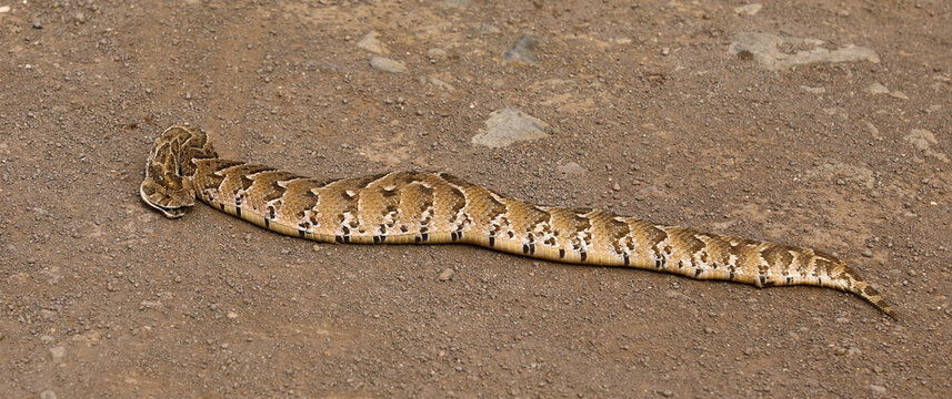 Puffotter / Puff adder / Bitis arietans arietans