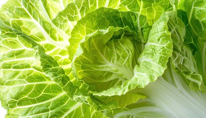 Fototapeta premium Fresh Green Lettuce Leaves Closeup View.