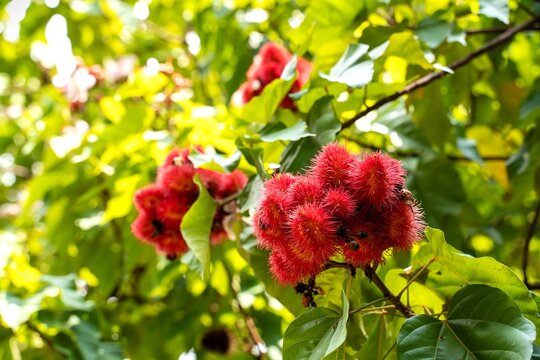 red fruits on a reen tree in the botanical garden in Thailand