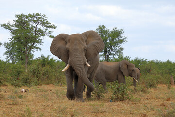 Fototapeta premium Afrikanischer Elefant / African elephant / Loxodonta africana