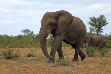 Fototapeta premium Afrikanischer Elefant / African elephant / Loxodonta africana