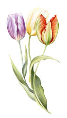 Obraz premium Watercolor hand drawn composition with illustration of three bright tulips flowers in a bouquet isolated on white background. Beautiful colorful spring flowers clipart. Floral blossom garden elements