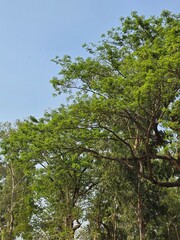 Fototapeta premium A large tree with lush green leaves against a clear blue sky on a sunny day outdoors
