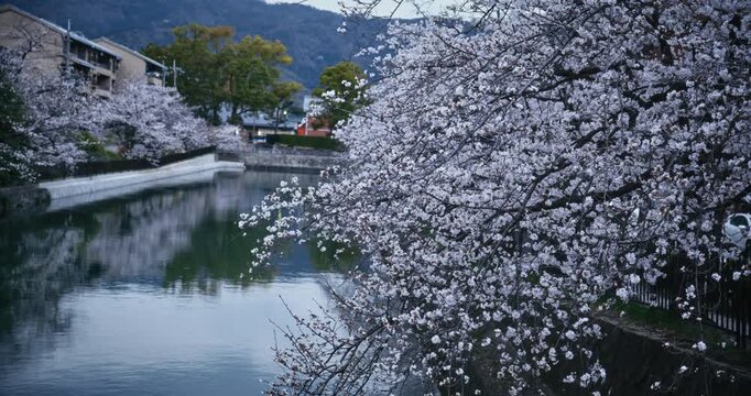 Many spring cherry blossom branches hanging over Japanese canal in the morning - steady cam shot