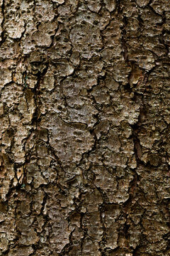 Tree bark texture background close up natural wood pattern