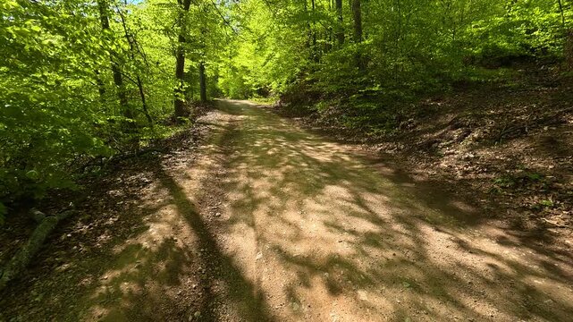 Winding dirt path meanders through dense forest. Ovcar Kablar Gorge. Balkans, Serbia