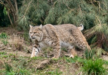 Obraz premium Bobcat (Lynx rufus)