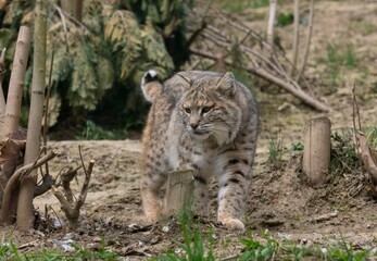Fototapeta premium Bobcat (Lynx rufus)
