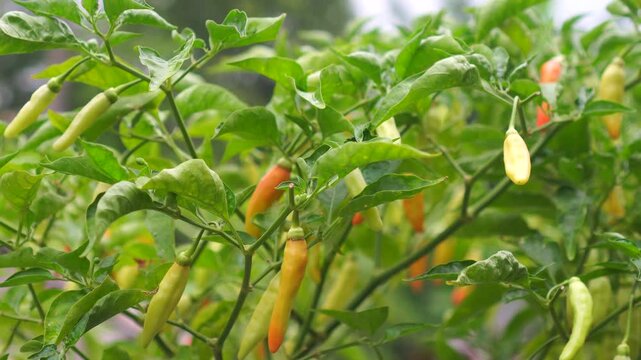 organic chili peppers and green leaves swaying gently in the breeze.