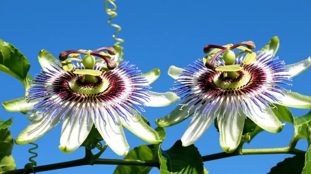 Time-lapse of two vibrant passionflowers blooming against a bright blue sky, showcasing nature's beauty