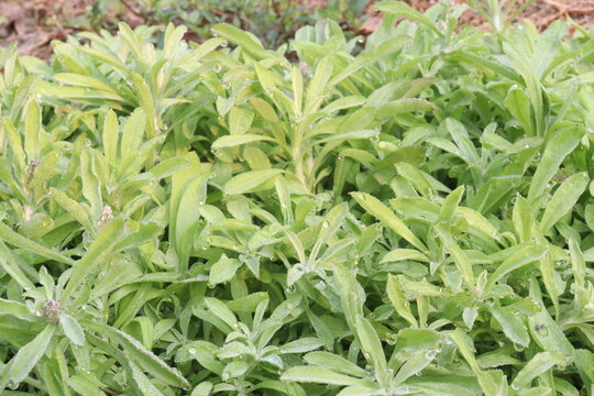 Stevia rebaudiana, candyleaf, sweet leaf, sugar leaf plant