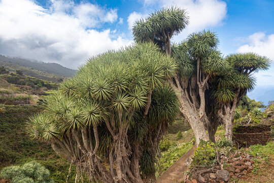 Majestic Canary Island Dragon Trees Dracaena draco in the Lush Mountainous Landscape of La Palma Spain