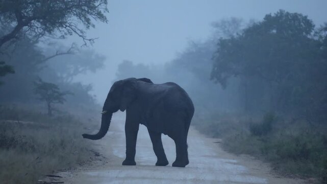  African elephant crossing the road on a rainy day