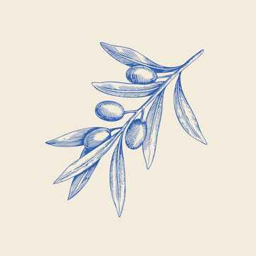 Hand-drawn illustration of an olive branch featuring green olives and leaves on a light beige background, showcasing detailed line work and natural elements