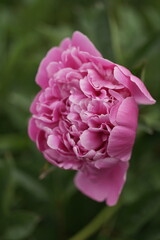 Obraz premium Paeonia in voller Blüte