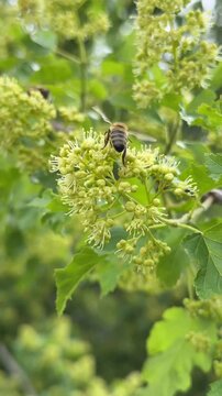 Springtime Nature: Bees Hovering and Pollinating Green Blossoms