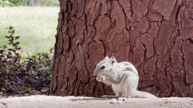 squirrel in the woods