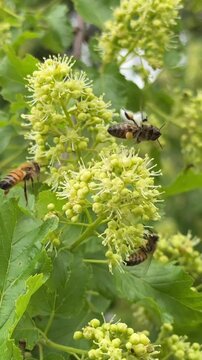 Active Honeybees Foraging on Vibrant Spring Tree Branches