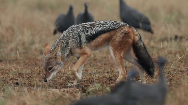 A black-backed jackal in between the helmeted guineafowl flock