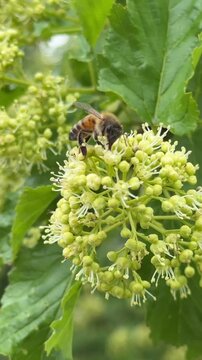 Busy Bees Collecting Nectar from Fresh Spring Blossoms