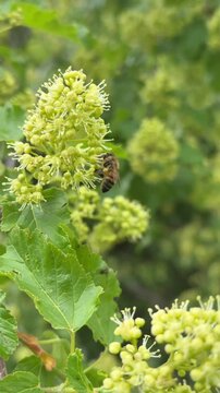 Honey Bees Pollinating Blooming Spring Trees Close Up