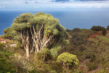 Majestic Canary Island Dragon Tree Overlooking the Atlantic Ocean on the Island of La Palma in Spain © Circumnavigation