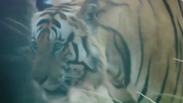 Dominant tiger strides with confidence, powerful muscles rippling beneath striped coat&mdash;asserting territorial supremacy