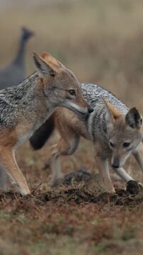 Vertical video, a pair of Black backed jackals in between the Helmeted guineafowls.