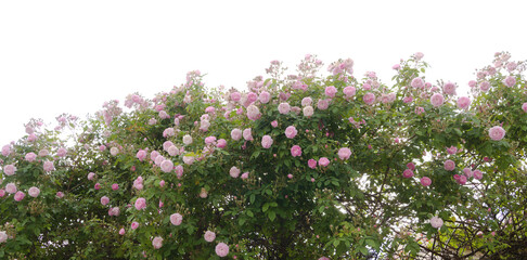 Fototapeta premium Pink old garden rose, variety of Rosa centifolia, cottage garden background
