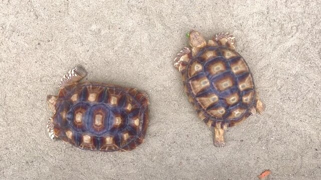 Two small tortoises on a sandy surface, one of them flipped upside down on its back.