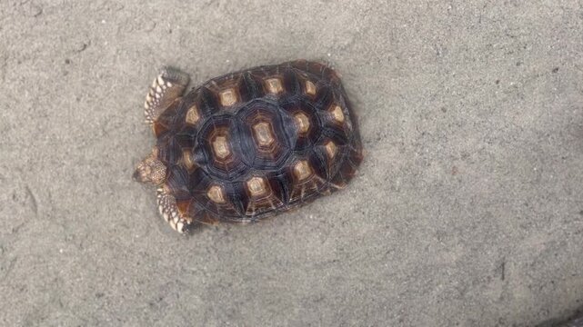 A small, patterned turtle with a dark and light brown shell resting on a sandy or concrete surface.