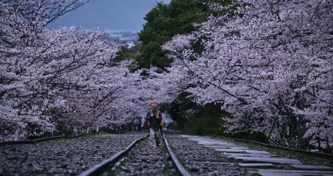 Little blond boy with backpack walking through gravel area with surrounding cherry blossom trees in the morning - wide shot