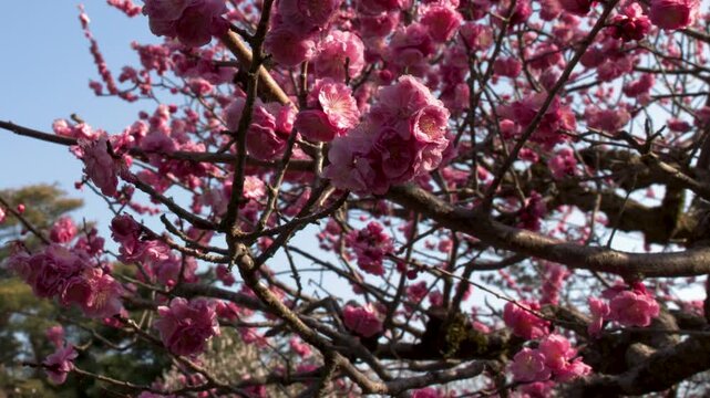 Pink Plum Blossoms Blooming on Tree Branches Against Blue Sky