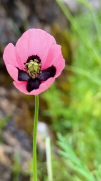 Unique Light Pink Wild Poppy in Natural Outdoor Setting