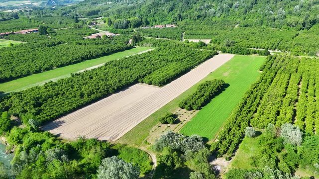 Aerial View of Hazelnut Orchards and Farmland in Piedmont Italy